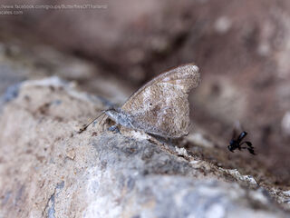 Libythea geoffroyi alompra
