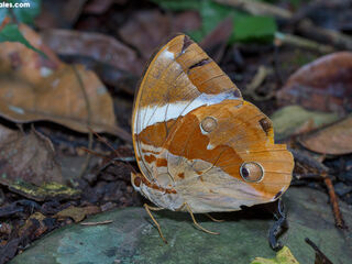 Thauria lathyi gabrieli