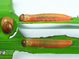 Suastus gremius gremius