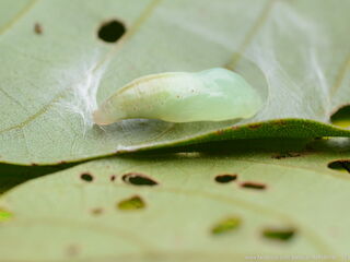 Flos anniella anniella