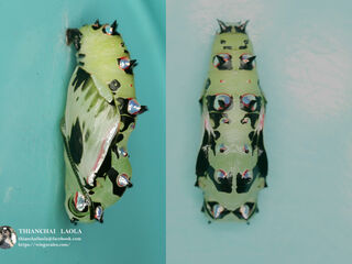 Phalanta phalantha phalantha