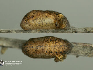 Surendra quercetorum quercetorum