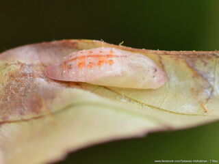 Arhopala muta maranda