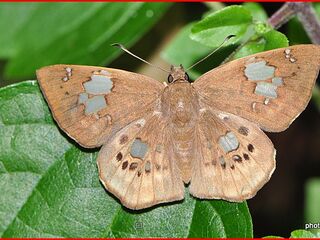 Coladenia pinsbukana occidentalis