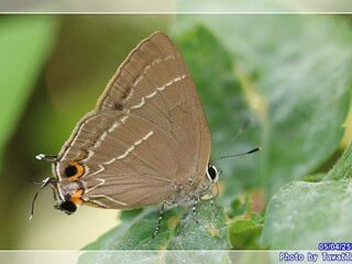 Satyrium mackwoodi