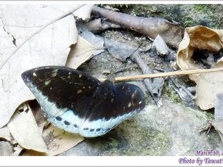 Lexias dirtea agosthena