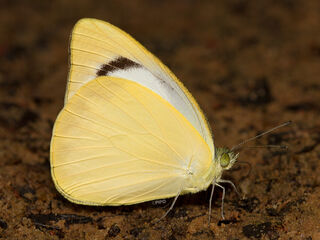 Appias paulina adamsoni