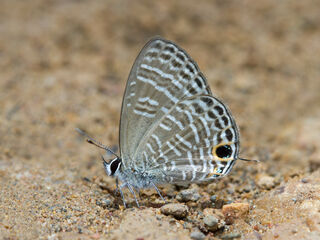 Nacaduba pavana vajuva