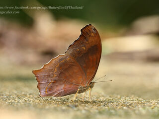 Terinos atlita ikarii