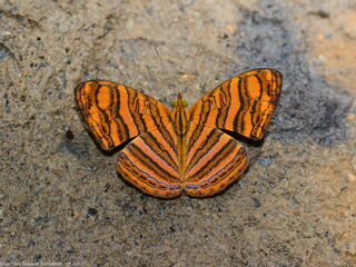 Chersonesia peraka peraka