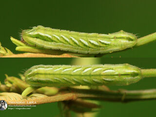 Surendra quercetorum quercetorum