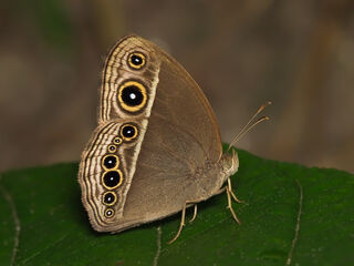 Mycalesis intermedia