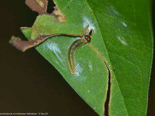 Celaenorrhinus asmara asmara