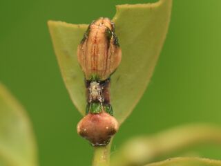 Creon cleobis cleobis