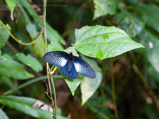 Atrophaneura astorion varuna