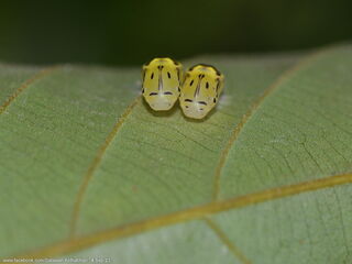 Poritia philota philota