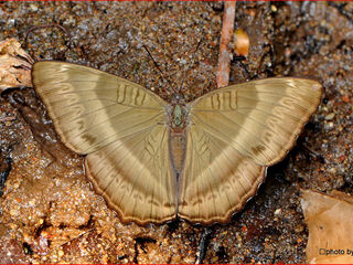 Bhagadatta austenia alistairi