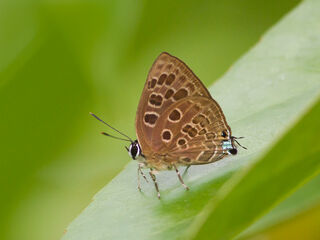 Virachola subguttata malaya