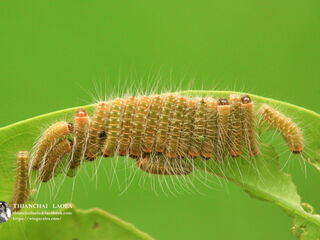 Simiskina phalia potina