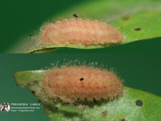 Callenya melaena melaena