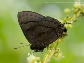 Rapala melida nicevillei