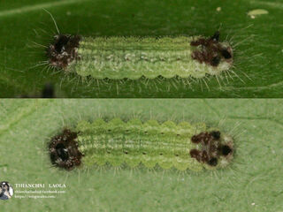 Spindasis syama peguanus