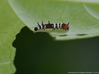 Idea lynceus lynceus