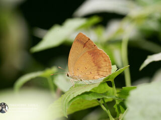 Arhopala fulla ignara