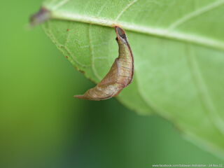 Cyrestis nivea nivalis