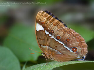 Stichophthalma godfreyi