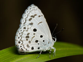 Acytolepis puspa gisca