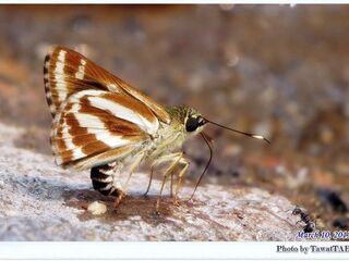 Sebastonyma suthepiana