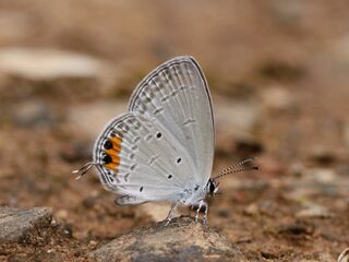 Cupido lacturnus rileyi