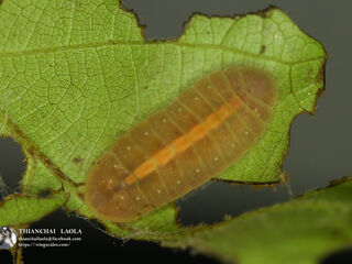 Arhopala hellenore hellenore