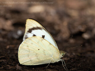 Appias lalage lalage