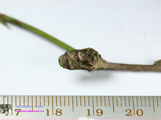 Tajuria cippus cippus