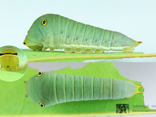 Graphium arycles arycles