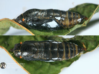 Tagiades japetus ravi