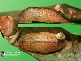 Arhopala arvina aboe