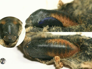 Arhopala arvina aboe