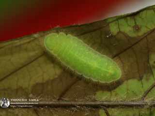 Arhopala paraganesa zephyretta