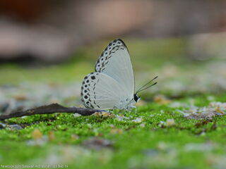 Lycaenopsis haraldus haraldus