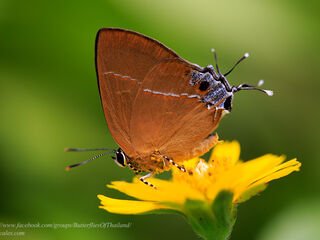 Tajuria yajna selangorana