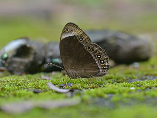 Mycalesis anaxias bisaltia