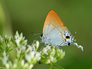 Hypolycaena merguia skapane