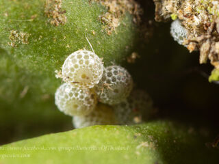 Charana mandarina mandarina