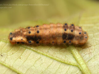 Araotes lapithis lapithis