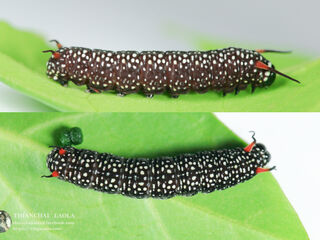 Ideopsis similis persimilis