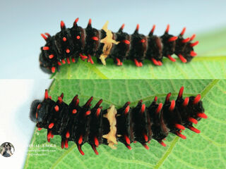 Pachliopta aristolochiae goniopeltis