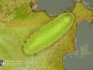 Arhopala rama ramosa